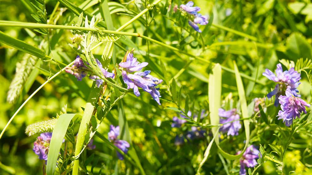 Goats Rue metformin herb