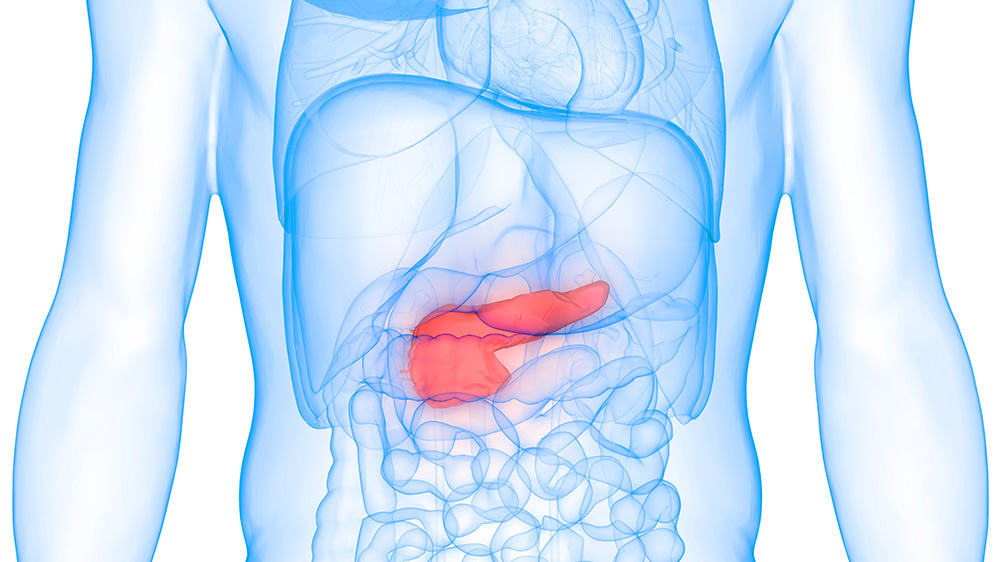 Illustration of Human Body Anatomy and Pancreas