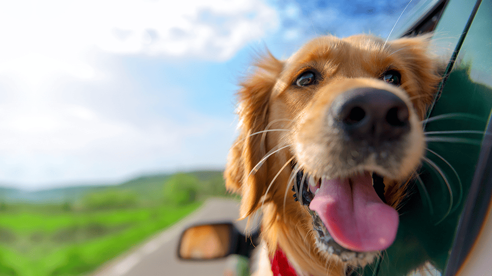 happy dog with head outside of car window