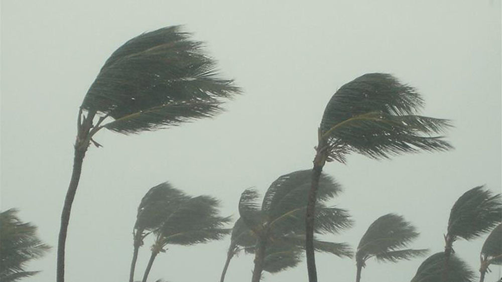 Palm trees in strong winds