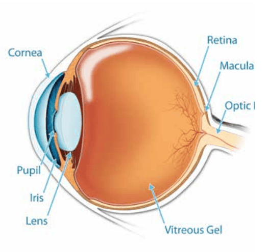 diagram of eyeball