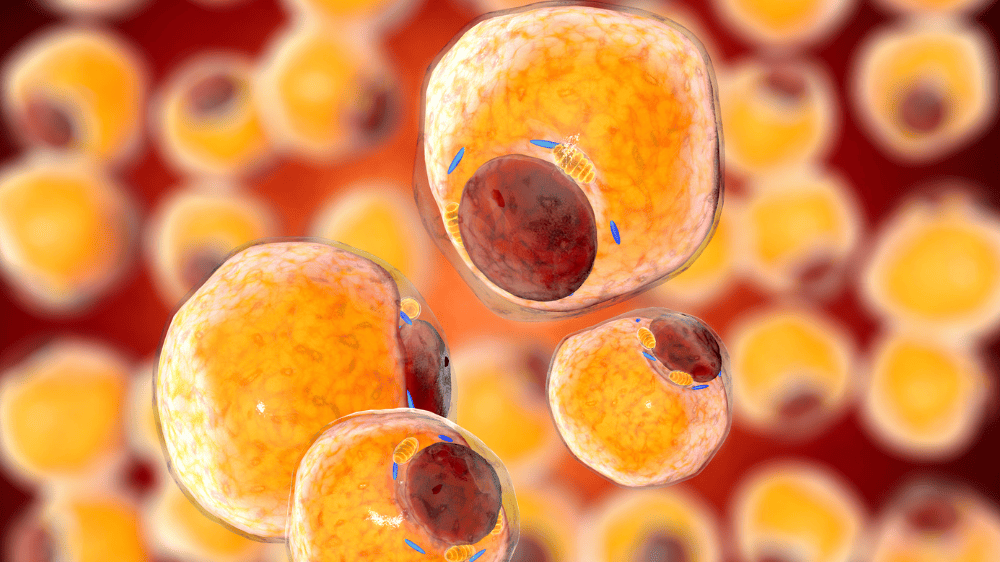 Adipocytes Lipocytes Fat cells