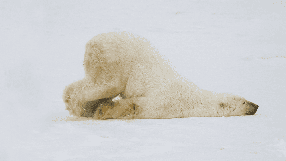 polar bear