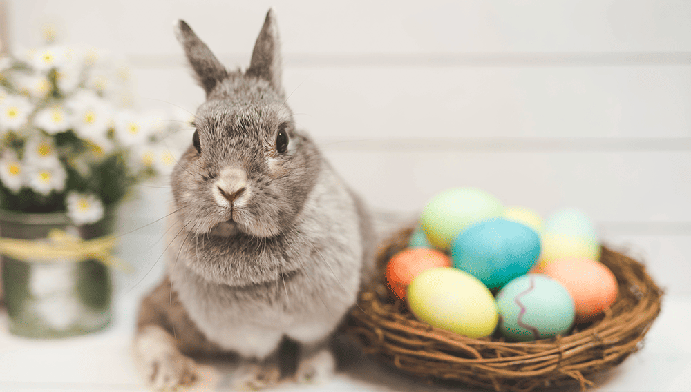 bunny next to colourful eggs in a whicker basket