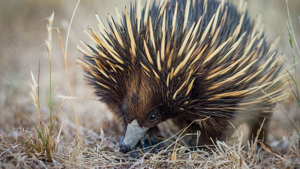 echidnas could help treat type 2 diabetes