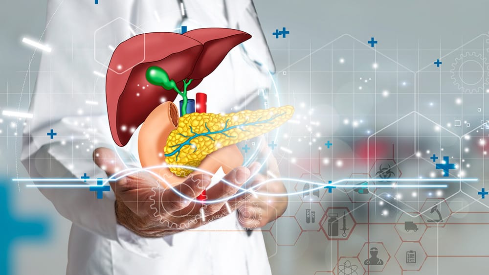 human liver system conceptual image