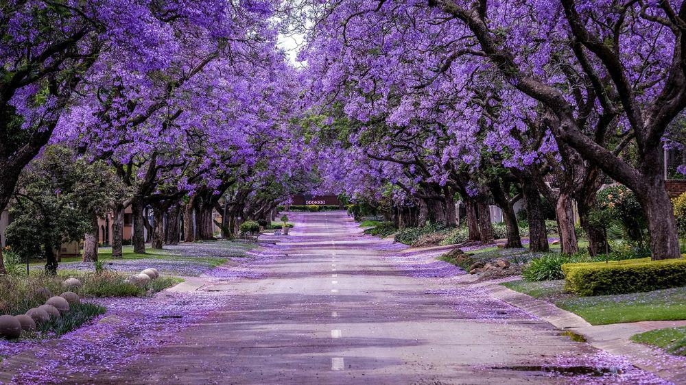 Jacarandas