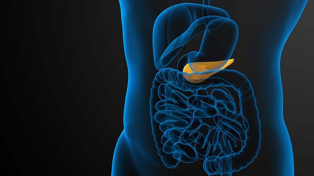 medical illustration of the gallblader and pancrease