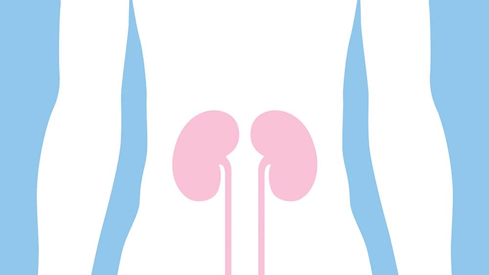 Kidneys