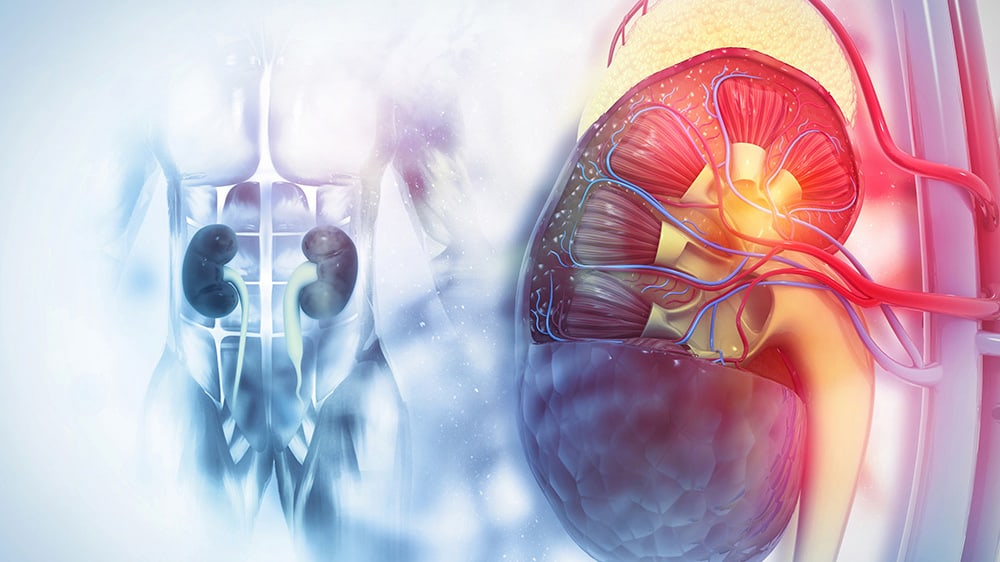 xray style image of kidneys