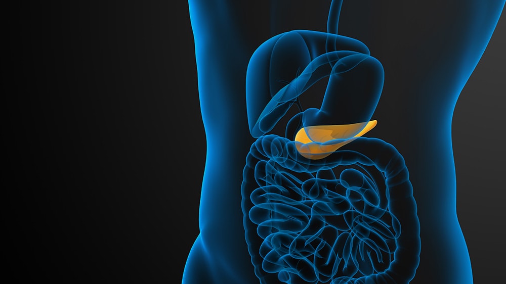 human anatomy and pancreas